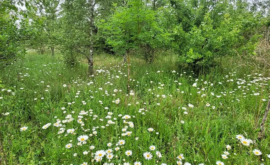 prairie calcicole